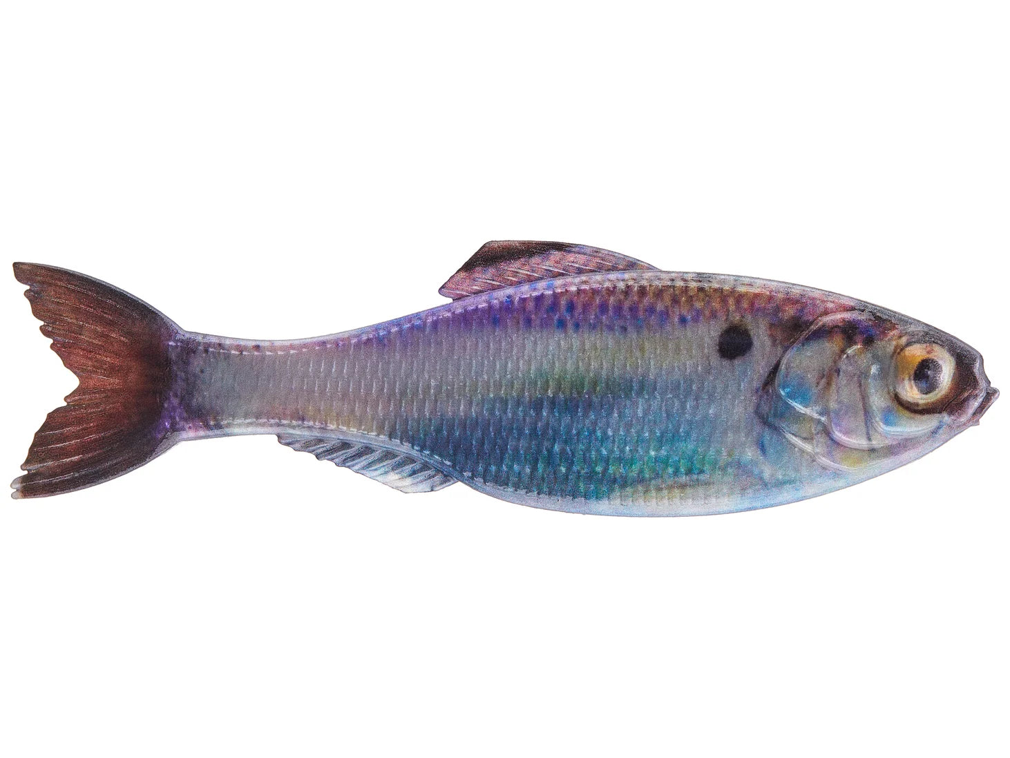 Panorama - Live Gizzard Shad