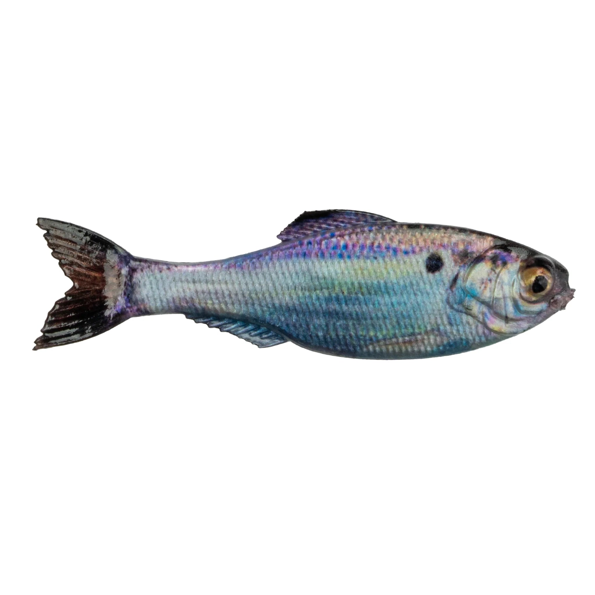 6th Sense Panorama 3.5 (Live Gizzard Shad) 6pk