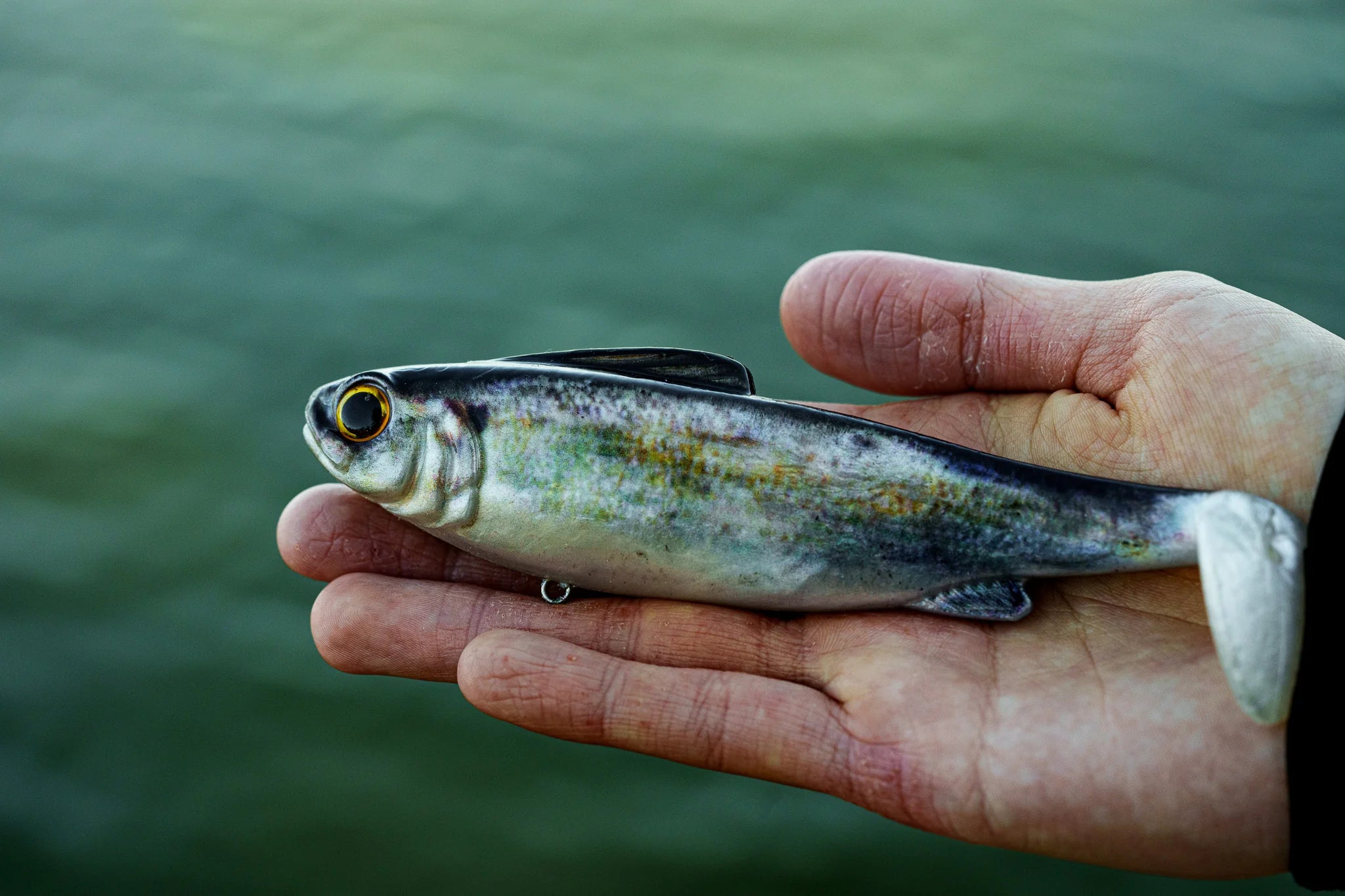 6th Sense Hangover Swimbait Fast (Live Shad)